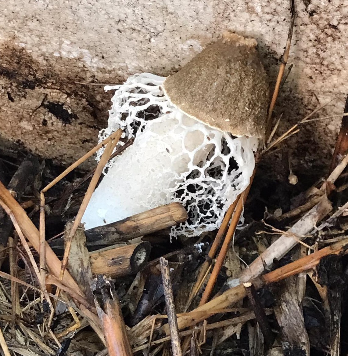 Bamboo Fungus Medicinal Mushroom Asian Healing Arts Center